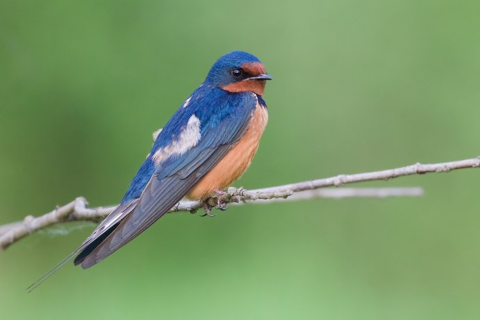 Деревенская Ласточка – Hirundo Rustica
