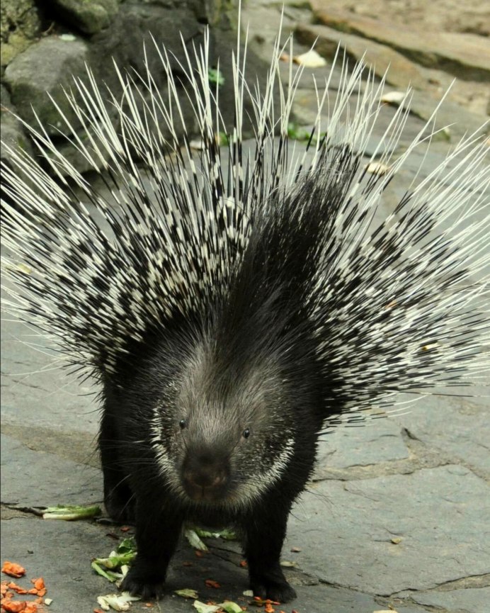 Дикобраз hystrix cristata