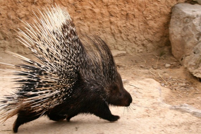 Дикобраз hystrix cristata