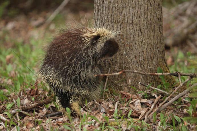 Южноафриканский Дикобраз hystrix africaeaustralis