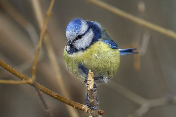 Тиссовая синица Parus varius