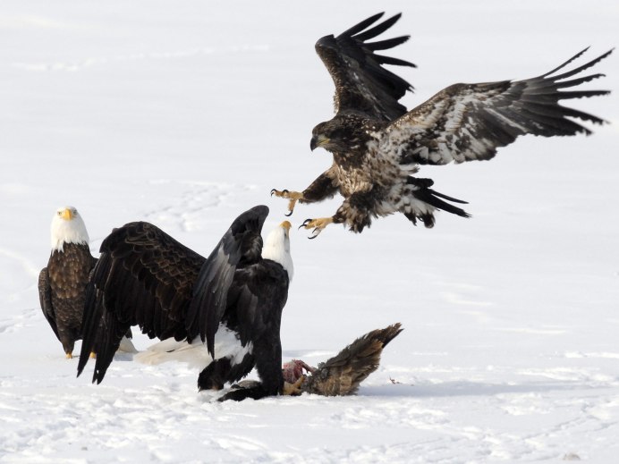 Степной орёл с добычей