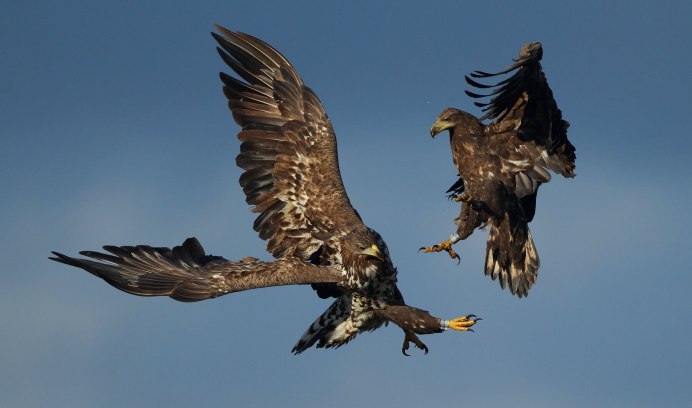 Northern Goshawk Fly