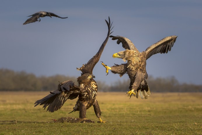 "Два орла" "Александр Македонский"