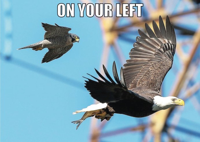 Охота Беркута на волка