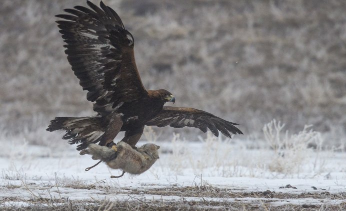 Степной Орел и Беркут