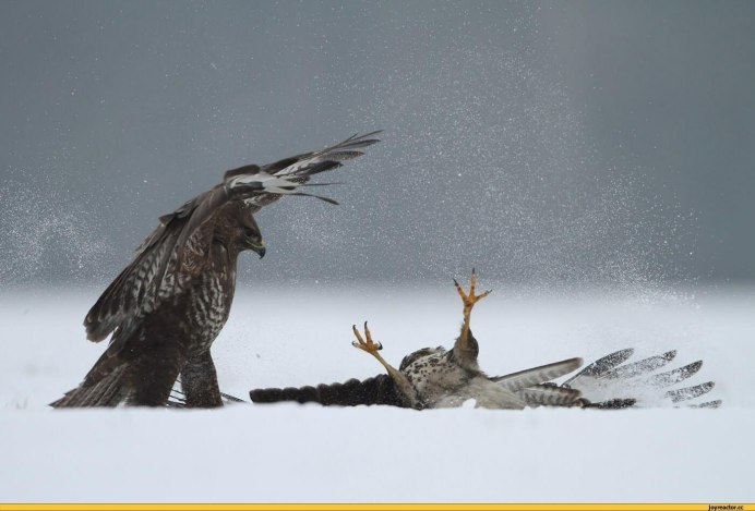 Белоплечий Орлан против Беркута