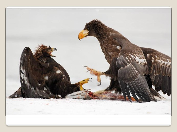 Орел падальщик