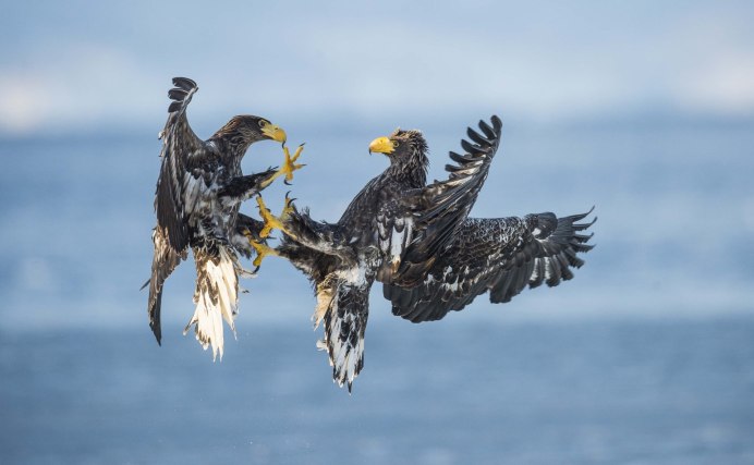 Орел Беркут