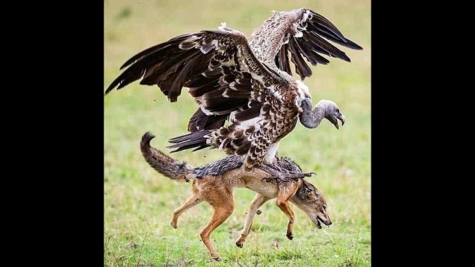 Орлан Орел Коршун