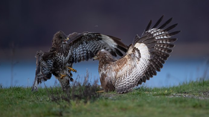 Ястреб-перепелятник размах крыльев
