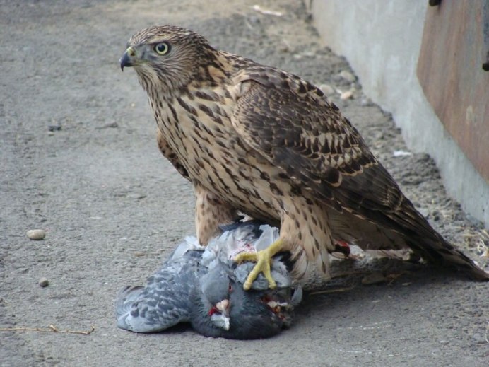 Орел Беркут на охоте