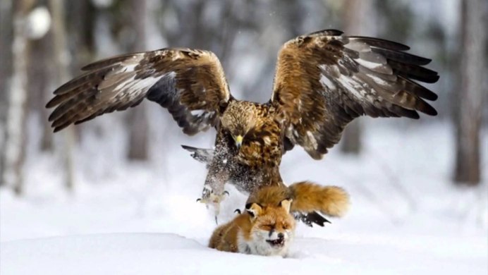 Беркут охотится