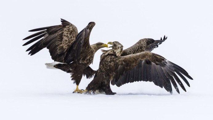 Птицы Приморского района Петербурга