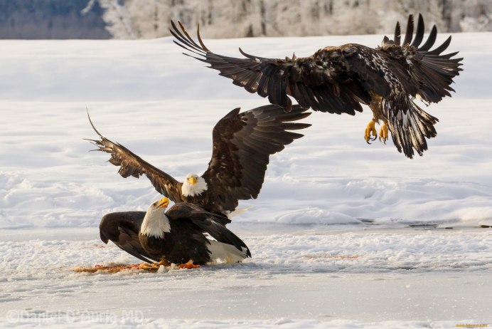 Птица охотится