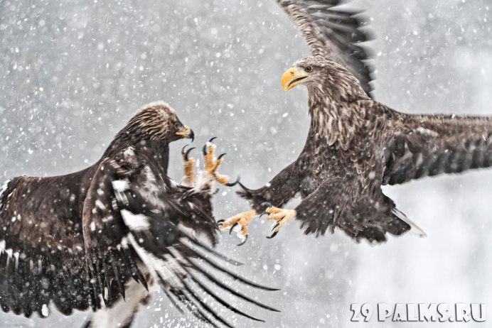 Стая хищных птиц