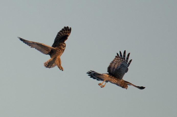 Ястреб против Совы