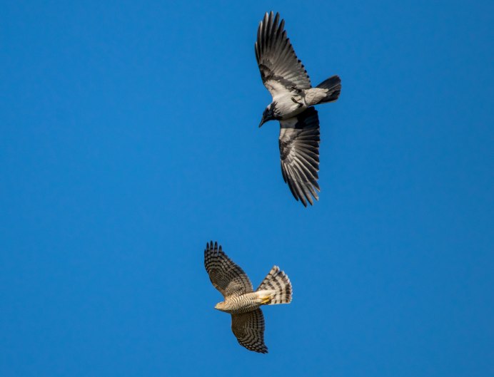 Сокол ястреб Коршун