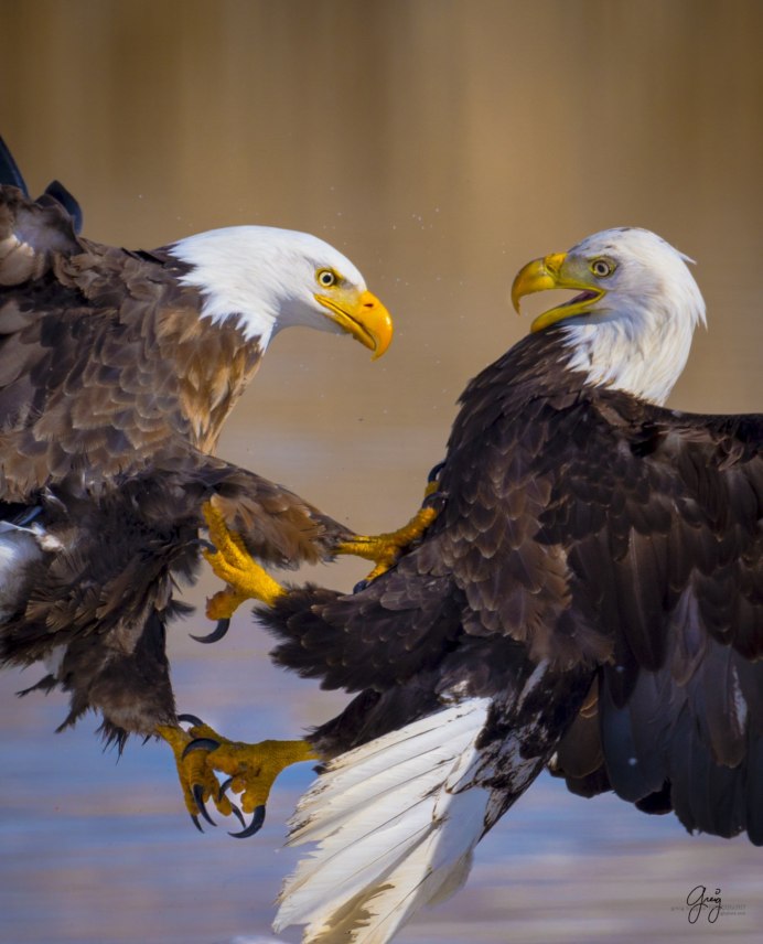 Краснохвостый ястреб - краснохвостый канюк
