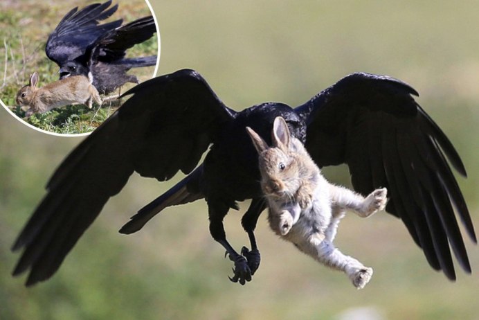 Ястреб тетеревятник голубятники