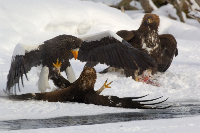 Борьба птиц