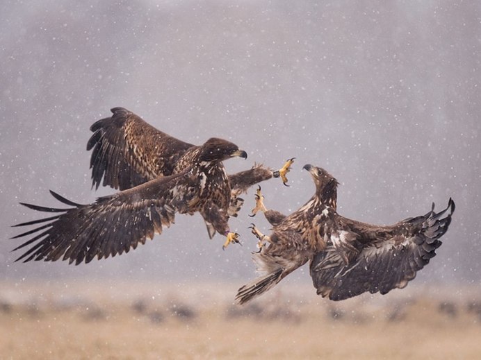 Ястреб канюк охота