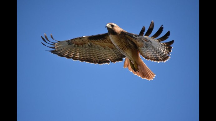 Орлан белохвост против Беркута