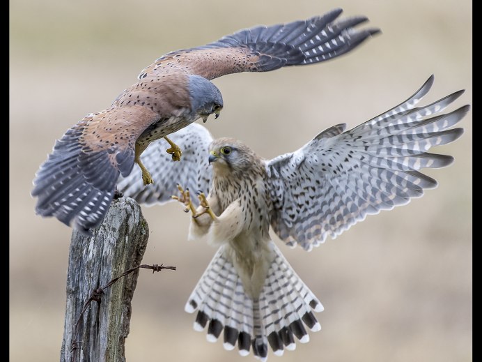 Орлан Орел Коршун