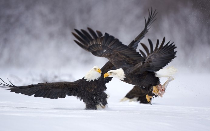 Орел Беркут охотится