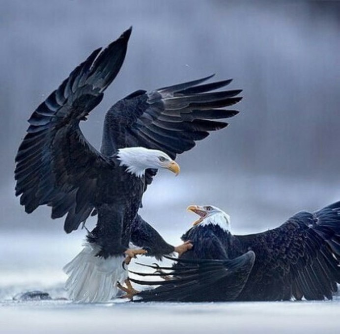 Беркут и Орлан белохвост