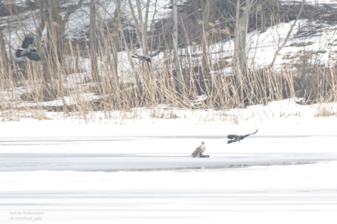 Белоголовый Беркут