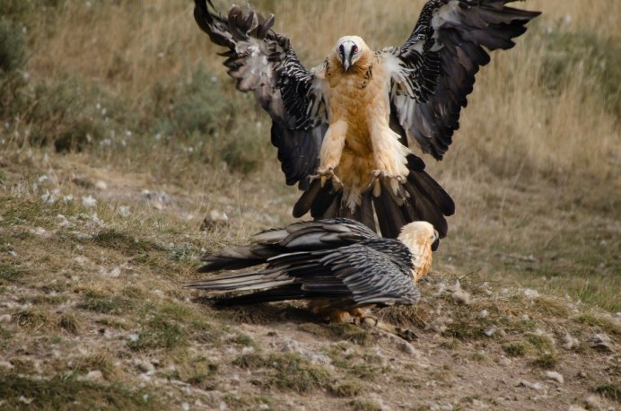 Орлы дерутся