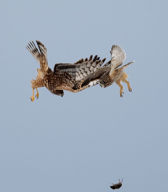 Беркут ястреб Коршун