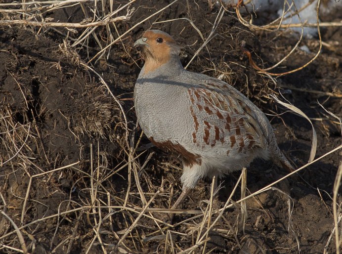 Куропатка Полевая серая