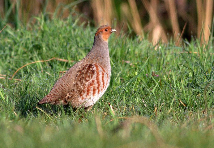 Бородатая куропатка (Perdix dauurica)