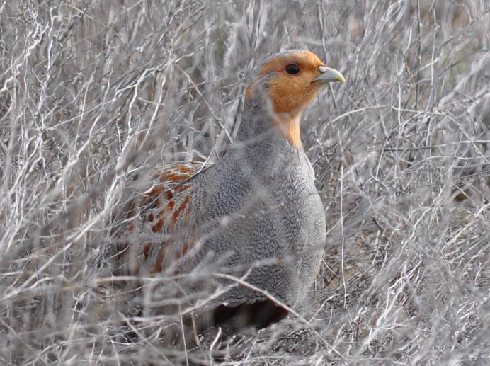 Красная куропатка