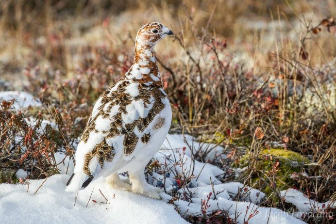 Серая куропатка (Perdix Perdix)
