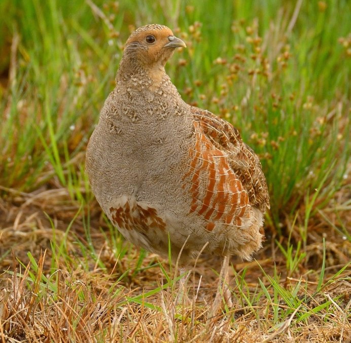 Серая куропатка (Perdix Perdix)