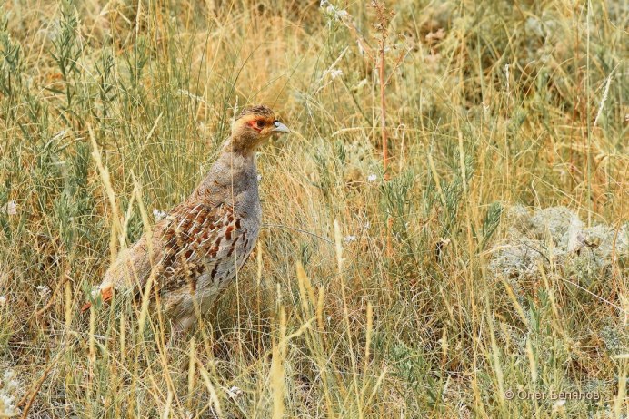 Лесная куропатка