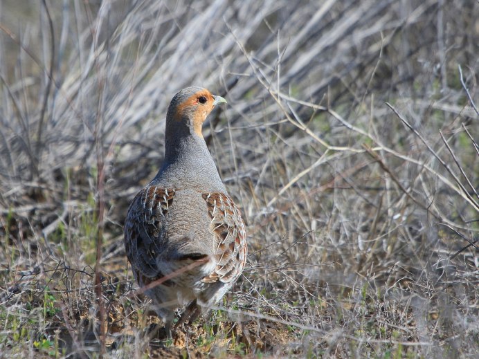 Зайцы куропатки лето картинки на рабочий стол