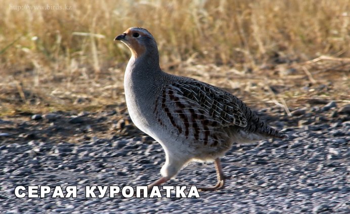 Лесная куропатка