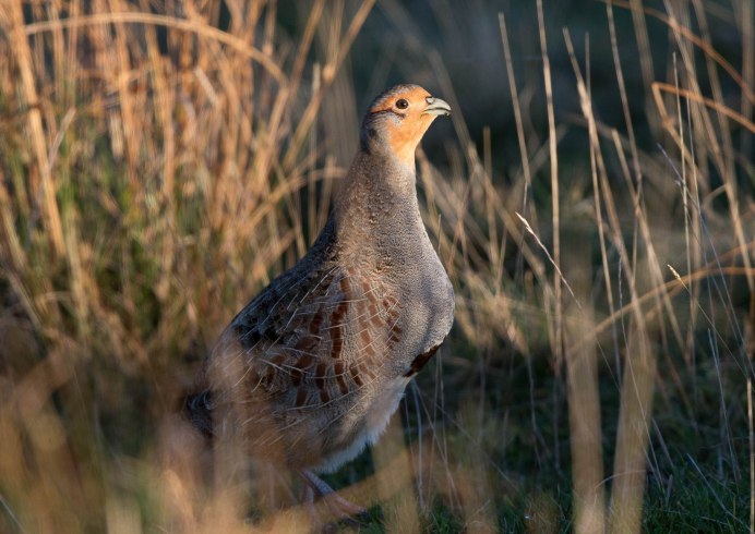 Граус Шотландская куропатка