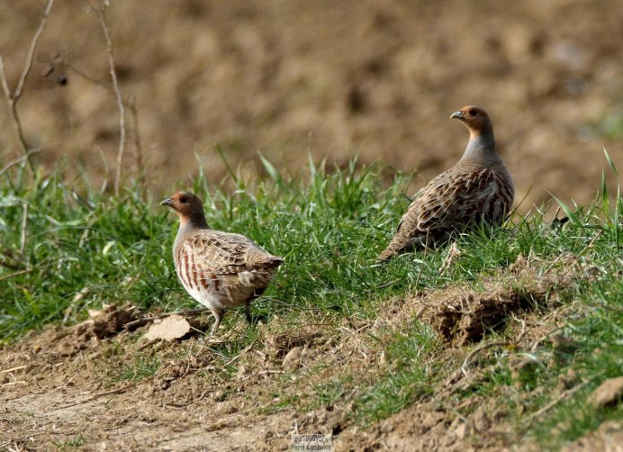 Серая куропатка (Perdix Perdix)