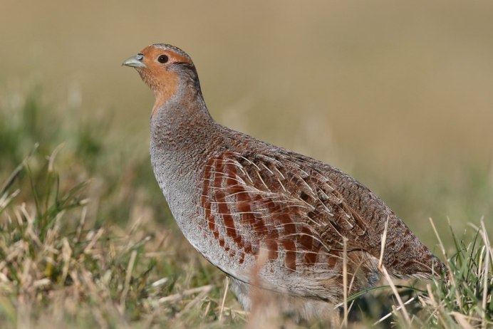 Птица серая куропатка