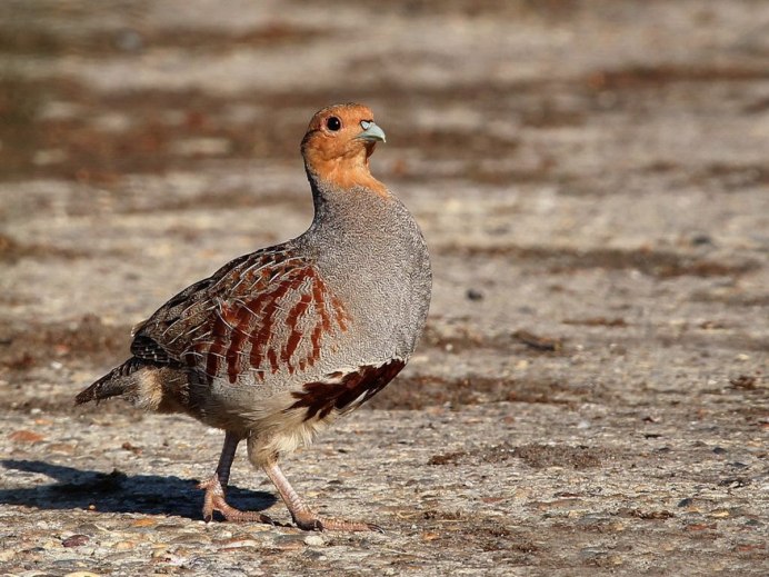 Серая куропатка самец