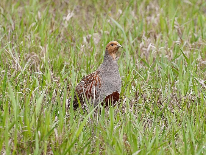 Куропатка с полоской белой