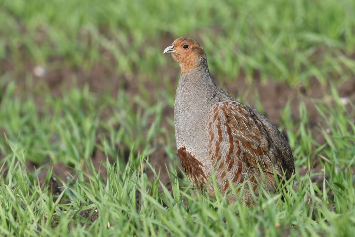 Серая куропатка в степи