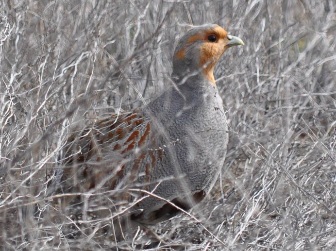 Серая куропатка (Perdix Perdix)
