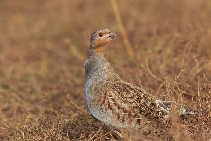Куропатка в Ленинградской области