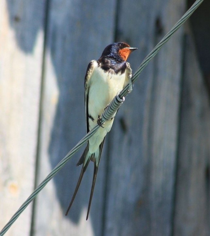 Деревенская Ласточка – Hirundo Rustica